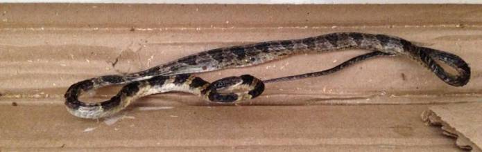 YEOVIL NEWS: I’m s-s-s-serious – what woman tells store when she finds a dead snake in her flat-pack furniture
