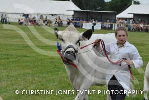 Yeovil Show - July 16-17, 2016: Around 22,000 visitors attended the Yeovil Show over two days at the Yeovil Showground site for a feast of family entertainment. Photo 25