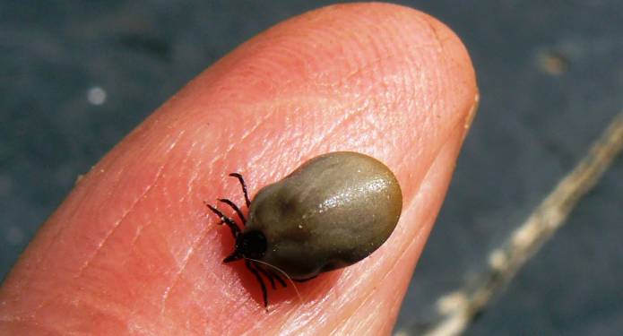 SOUTH SOMERSET NEWS: Keep safe from ticks while out in the countryside