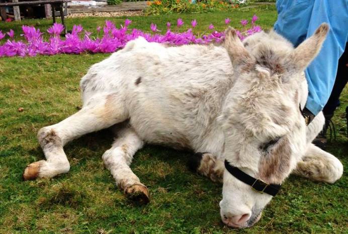 SOMERSET NEWS: Help! A donkey has fallen in my kitchen!