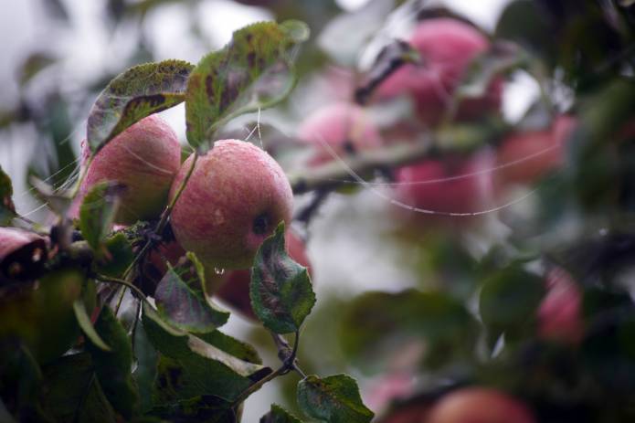 SOUTH SOMERSET NEWS: A great year for county’s cider apples