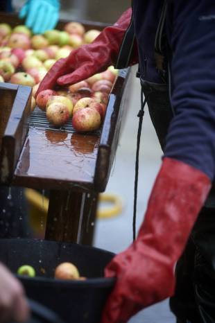 SOUTH SOMERSET NEWS: A great year for county’s cider apples Photo 1