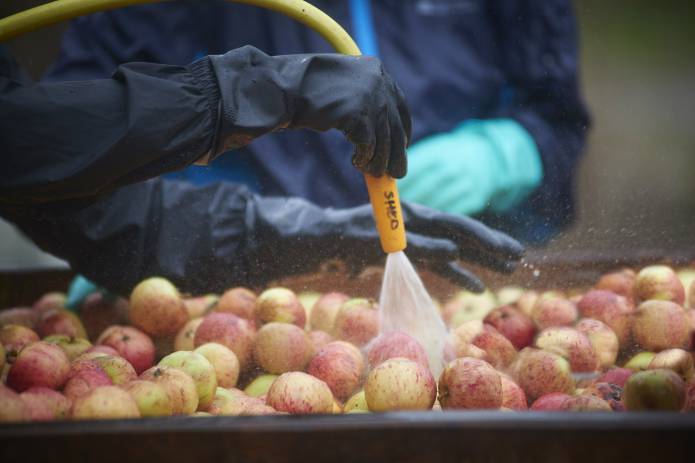 SOUTH SOMERSET NEWS: A great year for county’s cider apples Photo 2