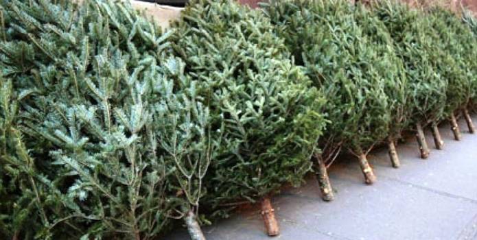 CHRISTMAS 2016: Recycle your real Christmas tree after the festive season