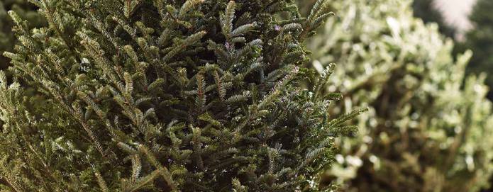 CHRISTMAS 2016: Recycle your real Christmas tree after the festive season