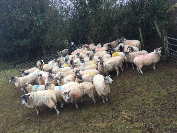 YEOVIL AREA NEWS: Suspected stolen sheep are rounded up by police