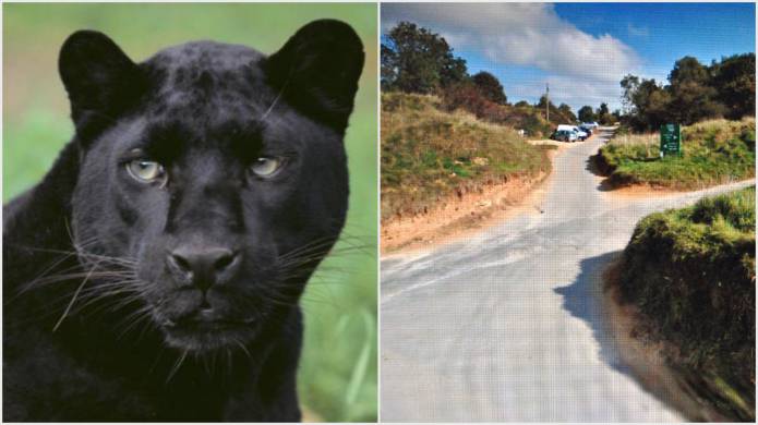 SOUTH SOMERSET NEWS: Black panther spotted at Ham Hill?