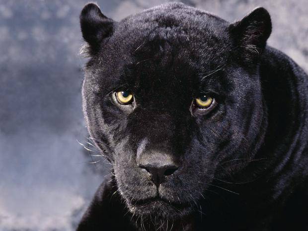 SOUTH SOMERSET NEWS: Black panther spotted at Ham Hill?
