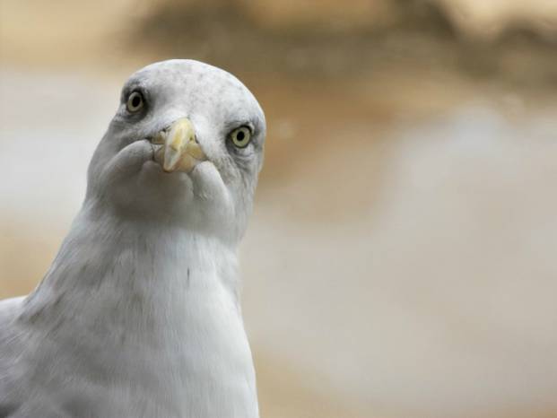 SOUTH SOMERSET NEWS: Feed the bins, not the birds!