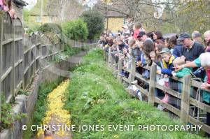 Carnival Duck Race Part 2 – April 2017: The annual South Petherton Carnival duck race proved another successful event in South Petherton. Photo 15