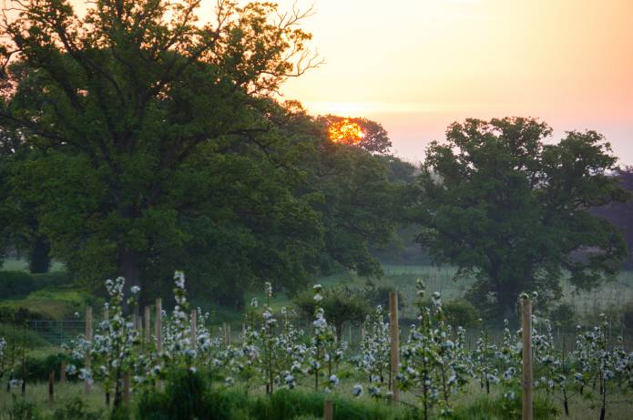 SOUTH SOMERSET NEWS: Cheeky cider lovers worship the apple blossom Photo 2