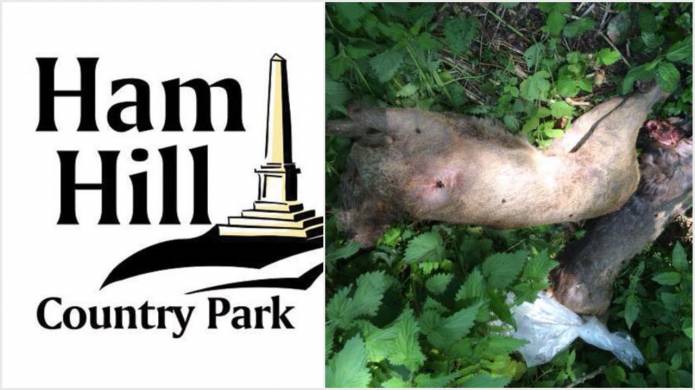 SOUTH SOMERSET NEWS: Deer shot dead and heads chopped off at Ham Hill