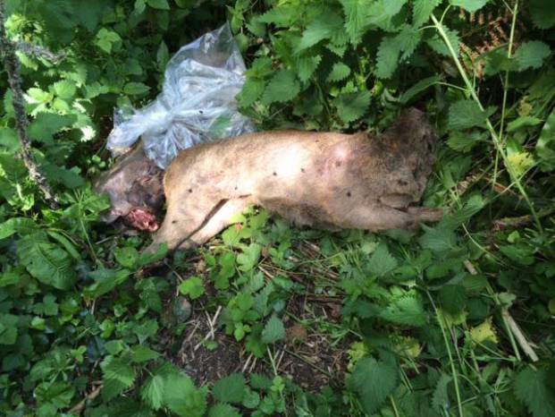SOUTH SOMERSET NEWS: Deer shot dead and heads chopped off at Ham Hill