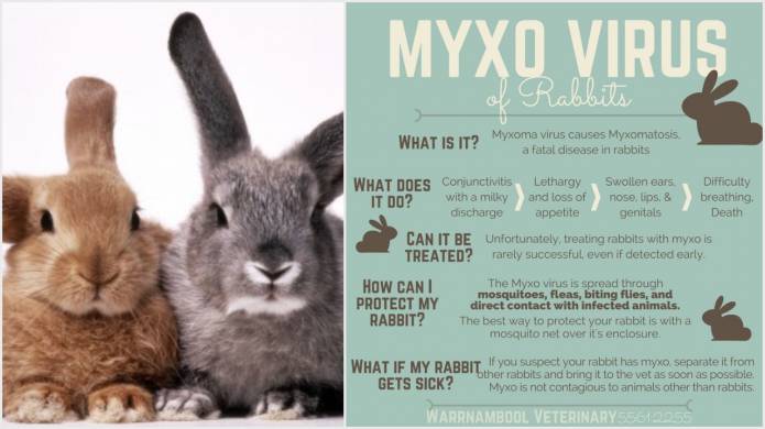 SOMERSET NEWS: Myxomatosis case announced by veterinary surgery