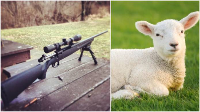 POLICE NEWS: Defenceless lamb shot dead near Sherborne