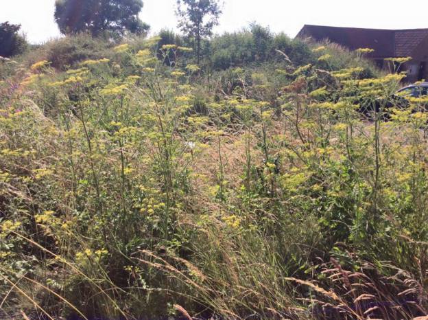 YEOVIL AREA NEWS: Beware of native plants like wild parsnip and hogweed