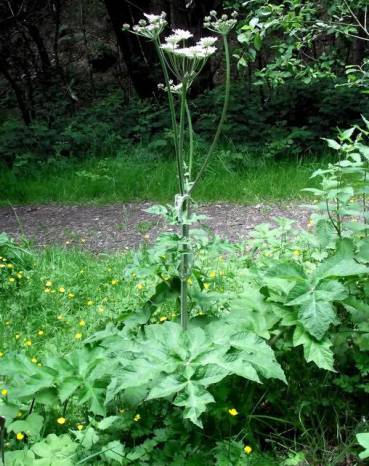 YEOVIL AREA NEWS: Beware of native plants like wild parsnip and hogweed