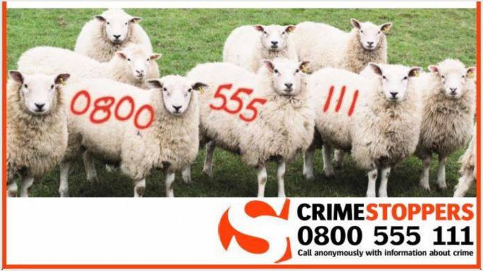SOUTH SOMERSET NEWS: Do ewe know where they are?