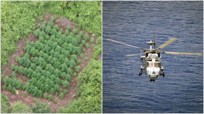 YEOVILTON LIFE: Wildcat crew find drugs farms in forbidden zone of Montserrat