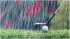 GOLF: Seniors at Cricket St Thomas battle against the elements