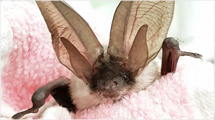 SOUTH SOMERSET NEWS: One of the country’s rarest mammals discovered in Merriott