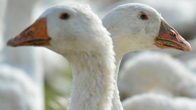 LEISURE: Trip to Tavistock Goose Fair