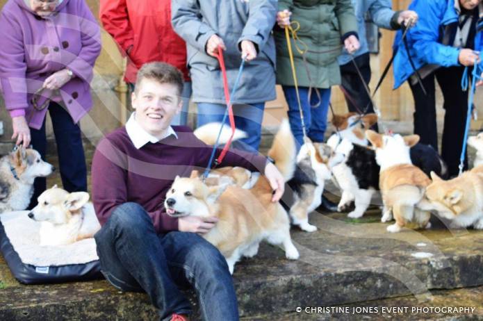 SOMERSET NEWS: Student highlights the plight of the Queen’s favourite – the loveable Corgi