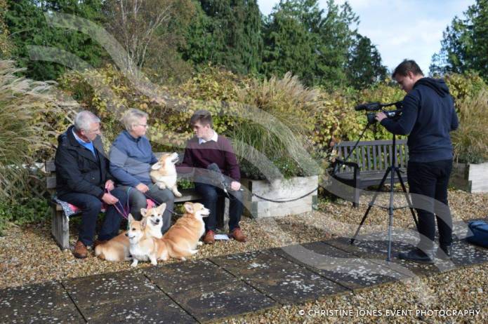 SOMERSET NEWS: Student highlights the plight of the Queen’s favourite – the loveable Corgi Photo 1
