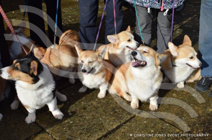 SOMERSET NEWS: Student highlights the plight of the Queen’s favourite – the loveable Corgi Photo 2