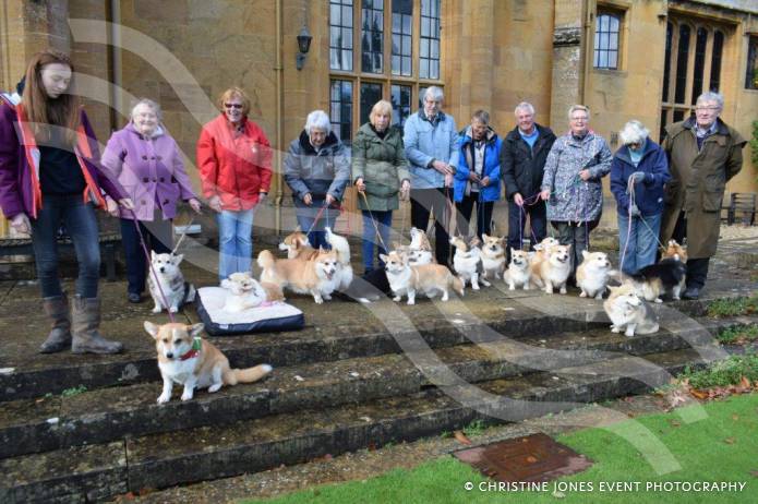 SOMERSET NEWS: Student highlights the plight of the Queen’s favourite – the loveable Corgi Photo 3