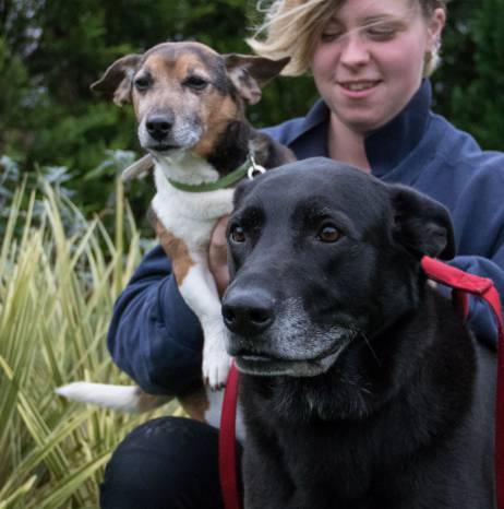 SOUTH SOMERSET NEWS: Have you got a place by the fire for two lovable dogs this Christmas?