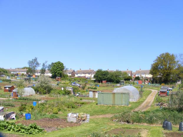 YEOVIL NEWS: Allotment plots available to hire