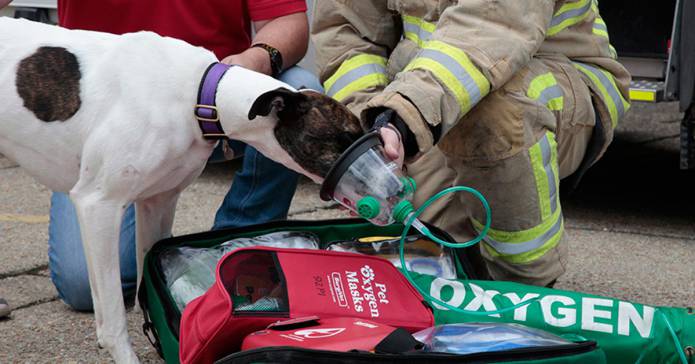 SOMERSET NEWS: RSPCA ensures every fire engine has animal oxygen masks