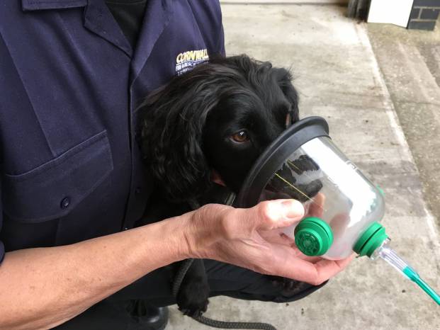 SOMERSET NEWS: RSPCA ensures every fire engine has animal oxygen masks