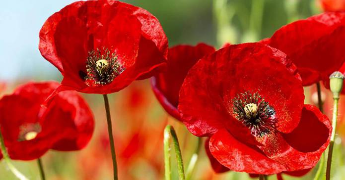 YEOVIL NEWS: Council to hold “virtual” Remembrance Sunday event