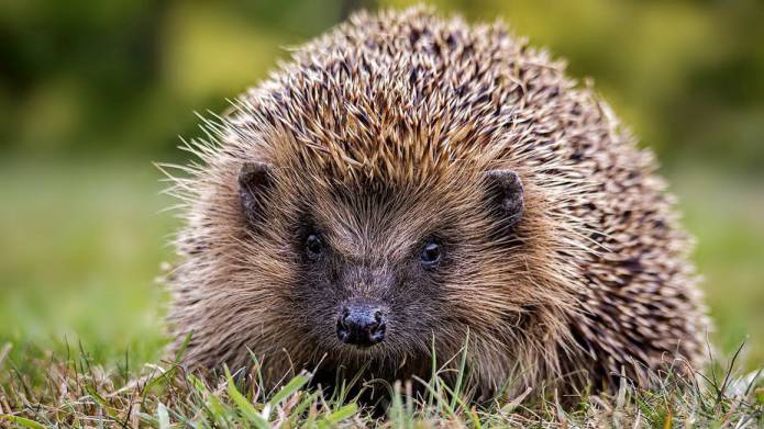 YEOVIL NEWS: Helping Houndstone's hedgehogs