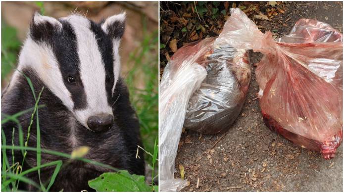 YEOVIL NEWS: Skinned badgers found dumped in dustbin bags