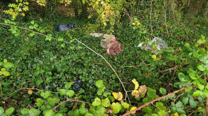 YEOVIL NEWS: Skinned badgers found dumped in dustbin bags