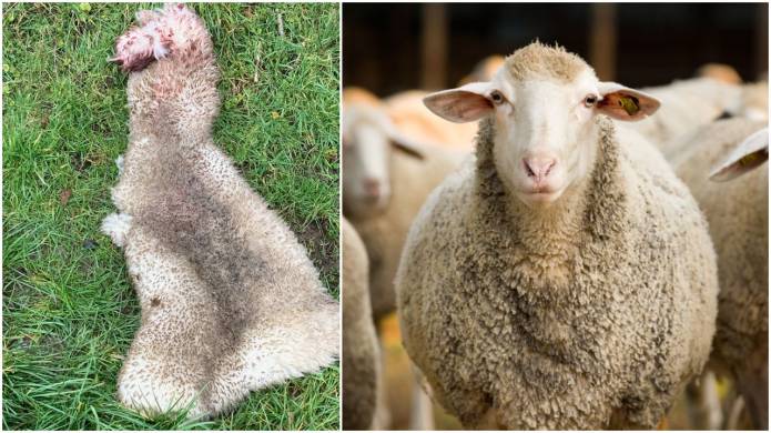 YEOVIL AREA NEWS: Sheep butchered in a field