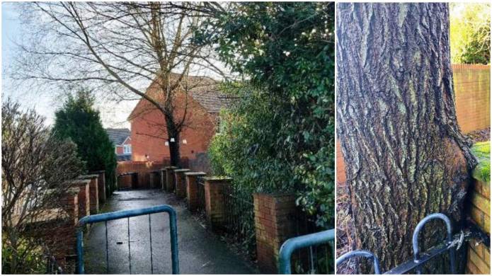 YEOVIL NEWS: It’s a bendy tree that will bend in the wind