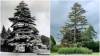 YEOVIL NEWS: Giant fir tree to be chopped down in Sidney Gardens?