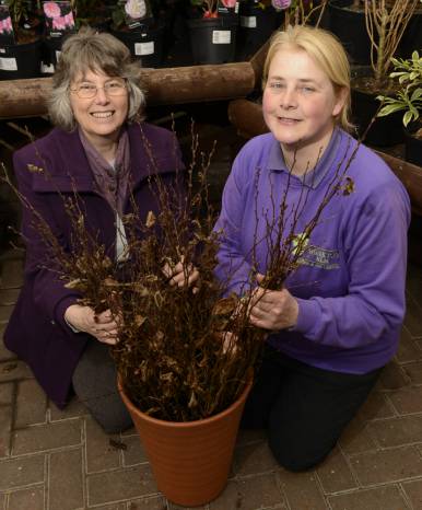 Trees for Ash - Yeovil Press with Christine Jones Event Photography