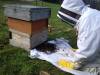 Bee-zy day for rangers at Yeovil Country Park