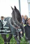 Horse Racing: Somerset's finest on parade at Wincanton