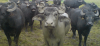 Water buffalo meat stolen from farm near Yeovil