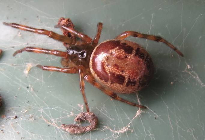 False Widow Spider found in garden chair