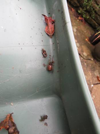 False Widow Spider found in garden chair