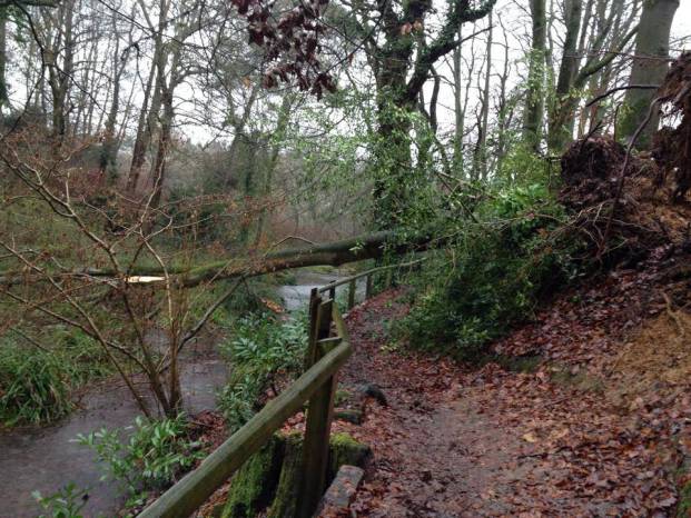 Trees ripped out by storms at Yeovil Country Park