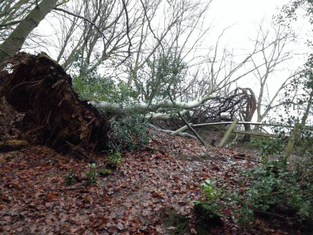 Trees ripped out by storms at Yeovil Country Park