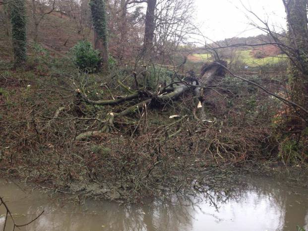 Timely tree planting as winter storms ravage Yeovil Country Park